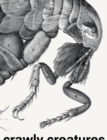 Image for Crawly creatures  : depiction and appreciation of insects and other critters in art and science