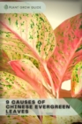 Image for 9 Causes Of Chinese Evergreen Leaves : Plants guide