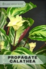 Image for Propagate Calathea : Plants guide