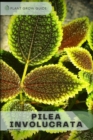 Image for Pilea Involucrata : Plants guide