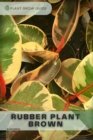 Image for Rubber Plant Brown : Plants guide