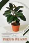 Image for Ficus Plant