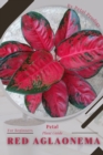 Image for Red Aglaonema