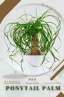 Image for Ponytail Palm