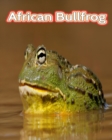 Image for African Bullfrog