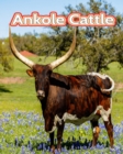 Image for Ankole Cattle