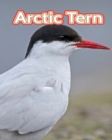 Image for Arctic Tern