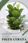Image for Ficus Lyrata