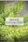 Image for Indoor Foxtail Fern