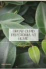 Image for Grow Cupid Peperomia at Home
