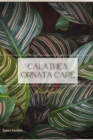 Image for Calathea Ornata Care