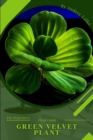 Image for Green Velvet Plant