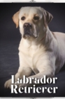 Image for Labrador Retriever : Dog Breed guide