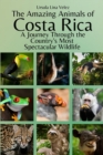 Image for The Amazing Animals of Costa Rica