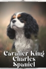 Image for Cavalier King Charles Spaniel