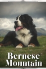 Image for Bernese Mountain : Dog breed overview and guide