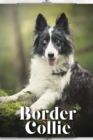 Image for Border Collie : Dog breed overview and guide