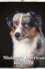 Image for Miniature American Shepherd : Dog breed overview and guide