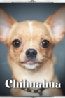 Image for Chihuahua