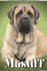 Image for Mastiff : Dog breed overview and guide