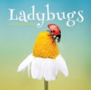 Image for Ladybugs, A No Text Picture Book