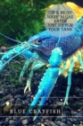 Image for Blue Crayfish : Top 8 Must-Have Algae Eater Species For Your Tank