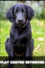 Image for Flat coated Retriever