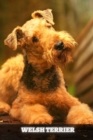 Image for Welsh Terrier