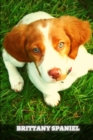 Image for Brittany Spaniel