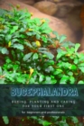Image for Bucephalandra