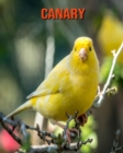 Image for Canary : Amazing Facts &amp; Pictures
