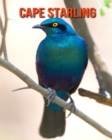 Image for Cape Starling : Amazing Facts &amp; Pictures