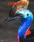 Image for Cassowary : Amazing Facts &amp; Pictures