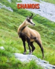 Image for Chamois : Amazing Facts &amp; Pictures