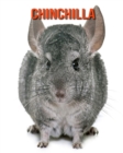 Image for Chinchilla : Amazing Facts &amp; Pictures