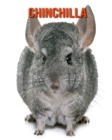 Image for Chinchilla : Informations Etonnantes &amp; Images