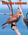 Image for Caracara Chimango : Photos Etonnantes &amp; Recueil d&#39;Informations Amusantes Concernant les Caracara Chimango pour Enfants