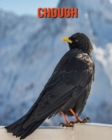 Image for Chough : Amazing Facts &amp; Pictures