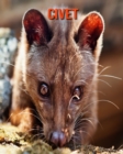 Image for Civet : Amazing Facts &amp; Pictures