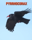 Image for Pyrrhocorax : Immagini bellissime e fatti interessanti Libro per bambini sui Pyrrhocorax