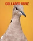 Image for Collared Dove : Beautiful Pictures &amp; Interesting Facts Children Book About Collared Dove