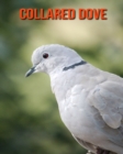 Image for Collared Dove : Amazing Facts &amp; Pictures