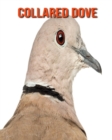 Image for Collared Dove : Amazing Photos &amp; Fun Facts Book About Collared Dove For Kids