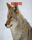 Image for Coyote : Amazing Photos &amp; Fun Facts Book About Coyote For Kids