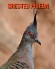 Image for Crested Pigeon