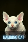 Image for Bambino Cat : The Sphynx Cat Munchkin Mix