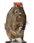 Image for Degu : Amazing Photos &amp; Fun Facts Book About Degu For Kids