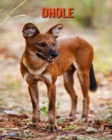 Image for Dhole : Informations Etonnantes &amp; Images