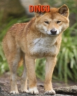 Image for Dingo : Photos Etonnantes &amp; Recueil d&#39;Informations Amusantes Concernant les Dingo pour Enfants