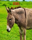 Image for Esel : Schoene Bilder &amp; Kinderbuch mit interessanten Fakten uber Esel